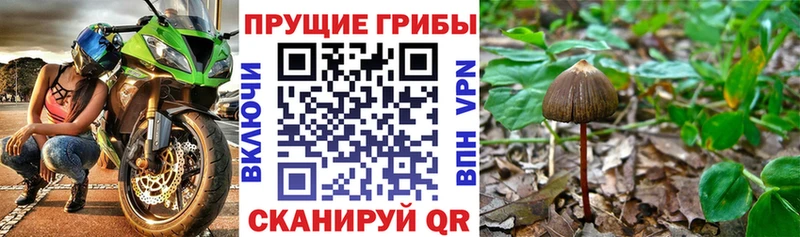 Псилоцибиновые грибы GOLDEN TEACHER сайты даркнета состав Кирс